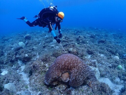 海洋保育署攜手「珊瑚特潛聯盟」全臺20家業者，共同重視珊瑚生態永續發展