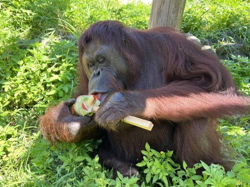 壽山動物園紅毛猩猩咪咪安詳離世 保育員悼念 不捨告別老朋友