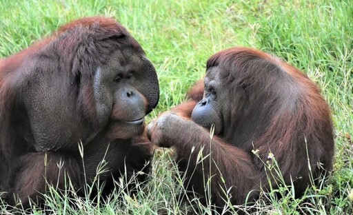 壽山動物園紅毛猩猩咪咪安詳離世 保育員悼念 不捨告別老朋友