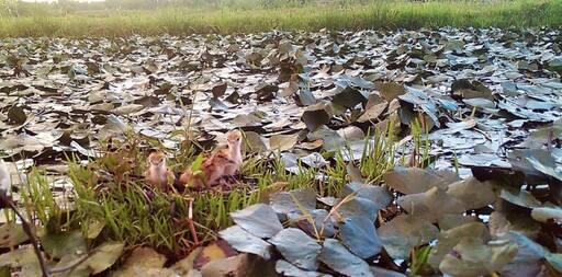 台南農業局推廣友善農耕 保護水雉棲息地獲肯定