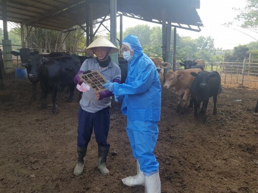 牛結節疹再度現蹤金門 高市協助農民做好生物安全措施 守護高雄牛