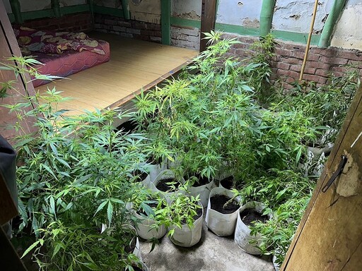 斷源上游抑制毒品供給 嘉義地檢偵結起訴栽種大麻工廠案