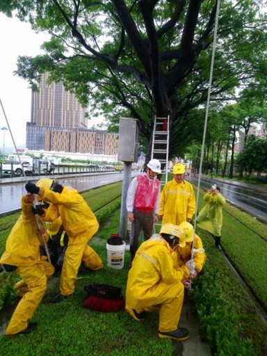 高雄輕軌團隊運用風雨暫歇，持續以纜索加固沿線雨樹木 確保綠蔭與輕軌安全