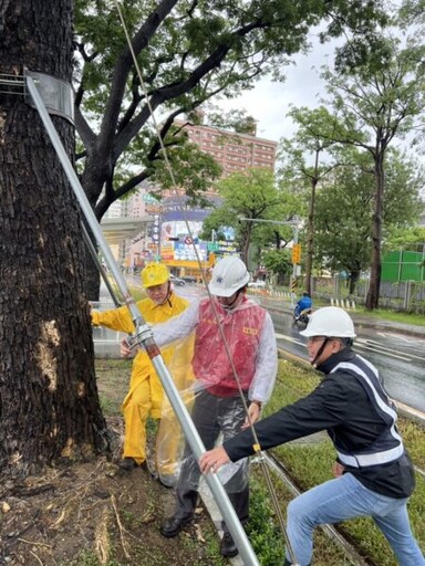 高雄輕軌團隊運用風雨暫歇，持續以纜索加固沿線雨樹木 確保綠蔭與輕軌安全