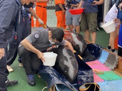 擱淺臺中鷺鷥林沙灘瓜頭鯨 順利野放回歸大海