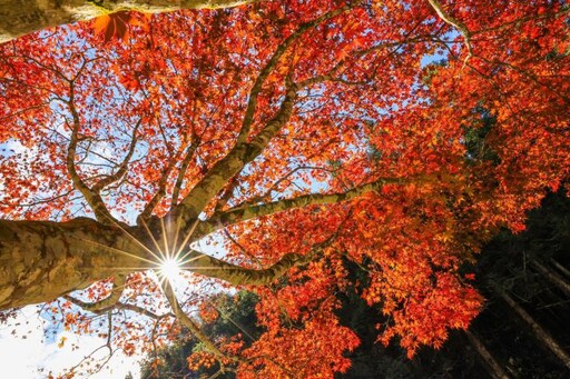 楓紅了！ 全台灣第一波賞楓景點杉林溪