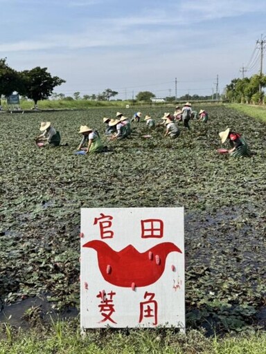 秋風起、菱角熟 農糧署南區分署:嚐鮮菱角正當時