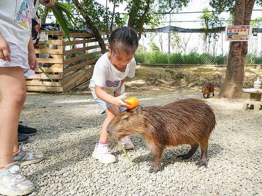 咩咩上樹萌寵樂園 親子同遊最佳選擇