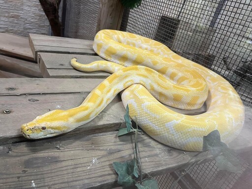 感謝救災英雄 憑證壽山動物園年底前免費入園