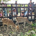 感謝救災英雄 憑證壽山動物園年底前免費入園