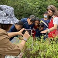 來義國小至茂林環境教育中心相迎紫斑蝶嬌客至南麓山林過冬