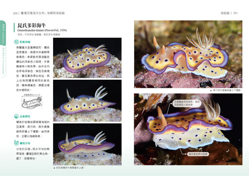 海保署《臺灣百種海洋生物-海螺與海蛞蝓》圖鑑 繽紛登場