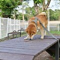 岡山又有寵物公園即將完工！毛小孩的快樂天堂