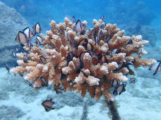 小琉球海洋生態浩劫！鵬管處續推「低碳島嶼」執行力仍待考驗