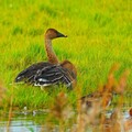 稀有冬候鳥「白秋沙」現蹤茄萣 賞鳥保持距離最美