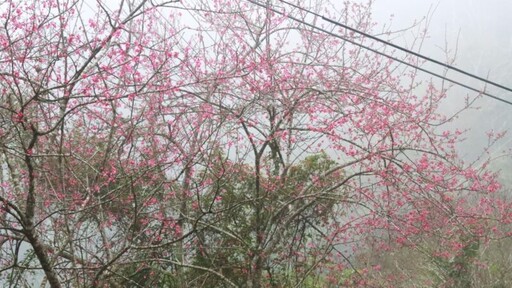 高雄桃源櫻花季開幕 全台最早櫻前線