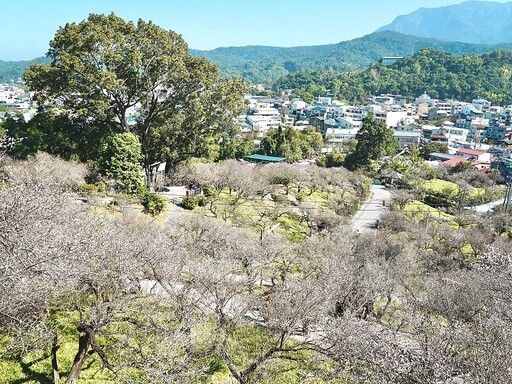 感受平地雪景的浪漫 梅山公園梅花正綻放