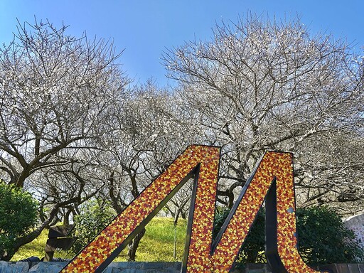 感受平地雪景的浪漫 梅山公園梅花正綻放