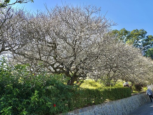 感受平地雪景的浪漫 梅山公園梅花正綻放