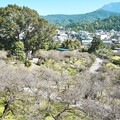 感受平地雪景的浪漫 梅山公園梅花正綻放