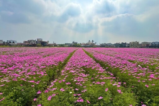 美濃、杉林花海盛開 農業局邀請大家來拍照打卡、採果，吃在地農特產