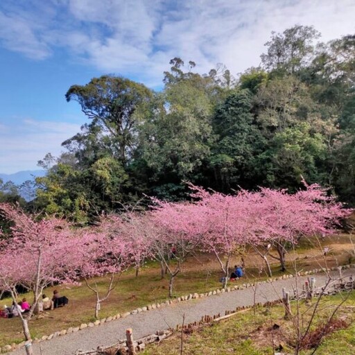 「茂」美如花 賞櫻趣 原鄉走春好好玩