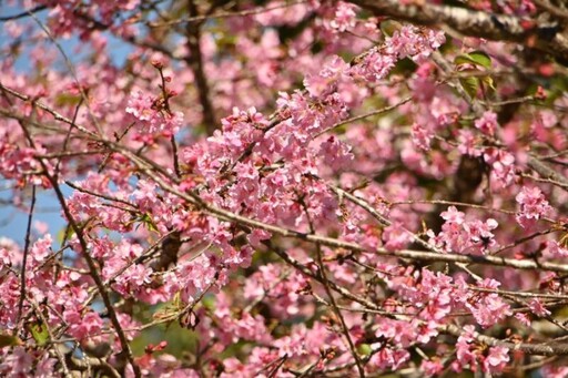 「茂」美如花 賞櫻趣 原鄉走春好好玩