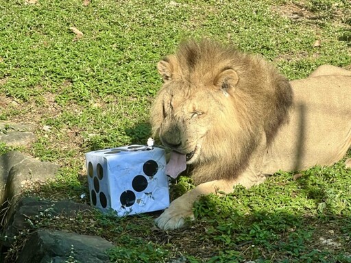 動物開心過新年 萬獸創意圍爐迎新春 壽山動物園加碼贈好禮