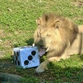 動物開心過新年 萬獸創意圍爐迎新春 壽山動物園加碼贈好禮