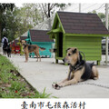 臺南市動物之家犬隻收容空間不足 遭主管機關促請改善