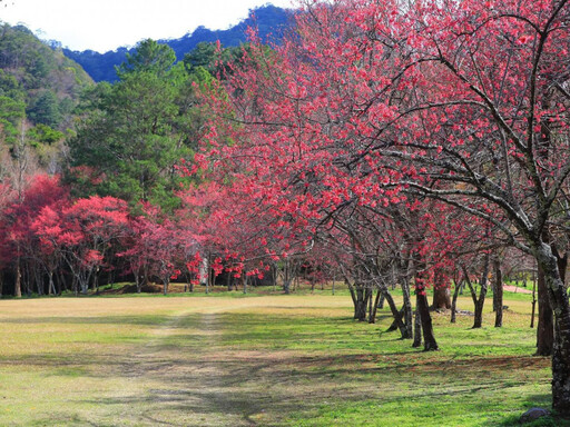 奧萬大春櫻傳情音樂會浪漫登場 入園只要10元