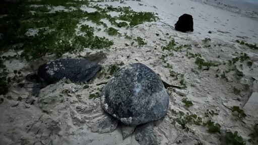 南沙太平島成小海龜寶寶出生熱點！ 綠蠵龜卵窩數再創新紀錄