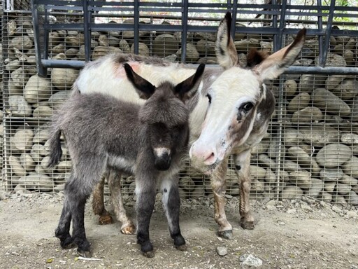 壽山動物園水豚與迷你驢家族喜添丁 雙喜臨門