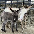 壽山動物園水豚與迷你驢家族喜添丁 雙喜臨門