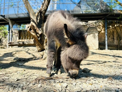 高雄壽山動物園寵粉 水豚與迷你驢見面會萌翻全場