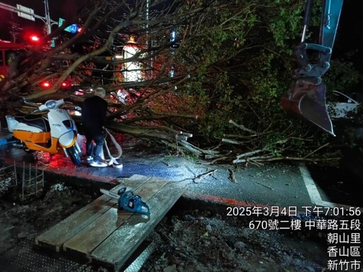 強降雨導致香山中華路路樹倒塌 竹市府跨局處迅速應變恢復交通