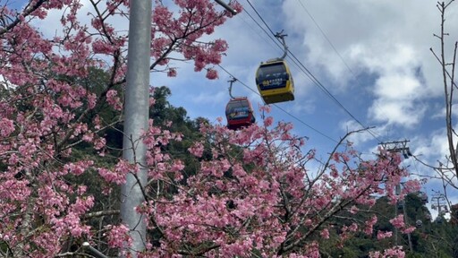 最美櫻花纜車站 九族櫻花祭富士櫻滿開