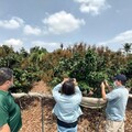 玉荷包、黑葉荔枝農損救助 高市農業局即日起受理