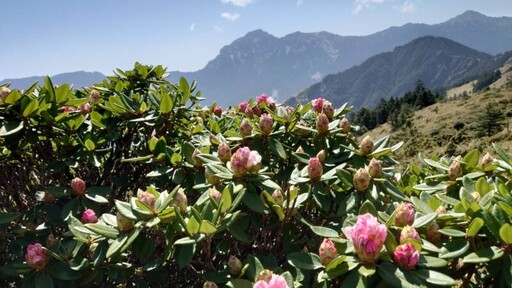 愛護山林永續土地 募熱血志工合歡山清境淨山
