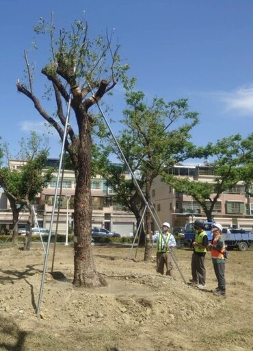 高雄捷運黃線建設行道樹移植計畫，兼顧行車順暢安全與完善樹木遷移撫育