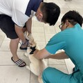 萌喵萌汪大軍湧入高市巡迴犬貓絕育寵登林園場