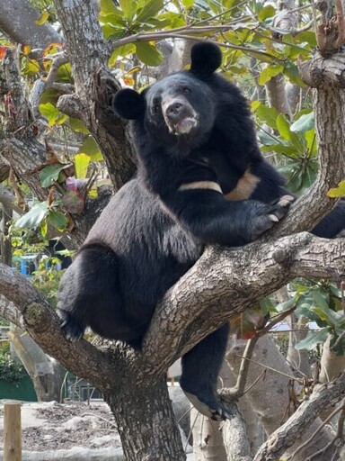 壽山動物園全台首創「AI智慧環境導覽系統」 解密黑熊「波比」行蹤