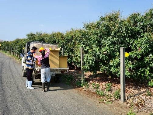 高市農業局多元防治助果農 佈署6,900個誘殺器備戰「東方果實蠅」