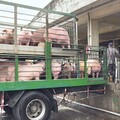 嚴格把關豬肉產地標示 楊文科籲縣民多選購國產豬