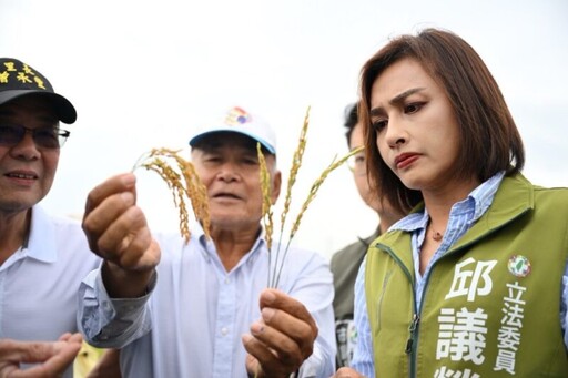 氣候異常致高雄稻米「空包」 邱議瑩邀部會勘災解決農民損失