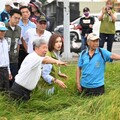 氣候異常致高雄稻米「空包」 邱議瑩邀部會勘災解決農民損失