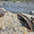 埔里鐵道遺跡持續出土中 處於消失的危機？