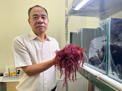 中山大學團隊紅翎藻固碳研究 開創海水結合畜牧廢水養殖新路徑