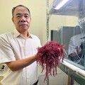 中山大學團隊紅翎藻固碳研究 開創海水結合畜牧廢水養殖新路徑