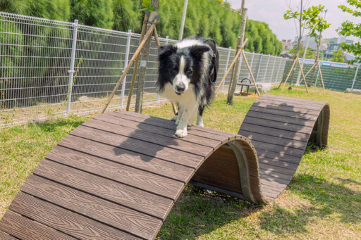 毛孩最愛的快樂碼頭 高市公園處梓官蚵仔寮打造寵物友善新亮點